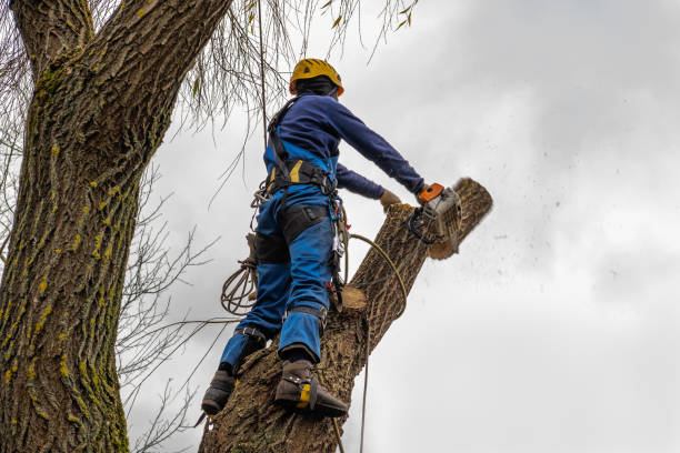 Large Tree Removal in Corcoran, CA